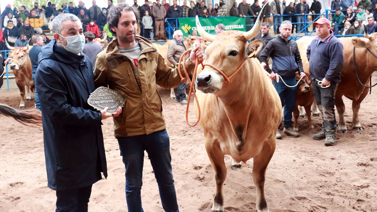 El Concurso De La Raza Asturiana De Los Valles Re Ne Reses En