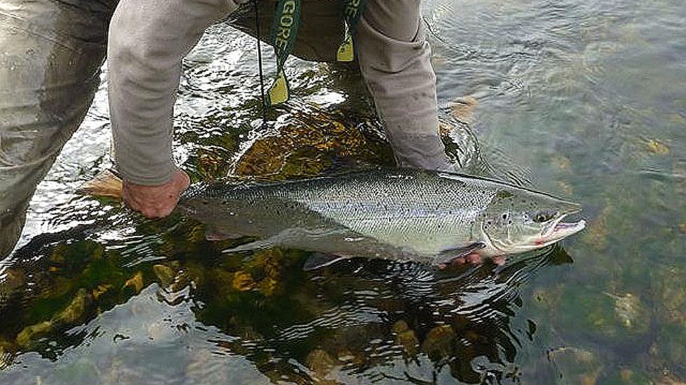 Suelta de un salmón en el río Esva