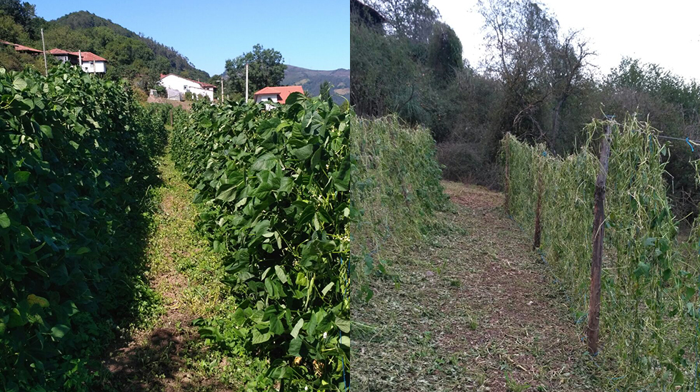 El granizo arruina una de las mejores plantaciones de fabes de Asturias