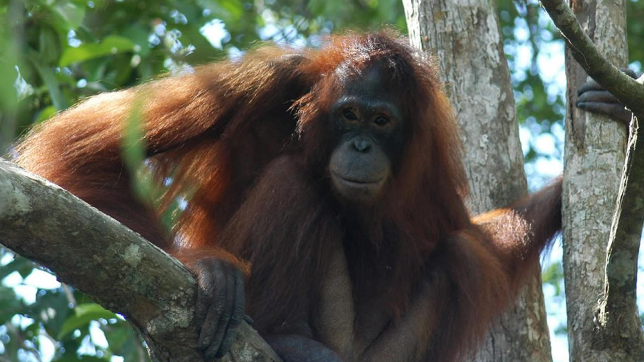 Orangutan Porn