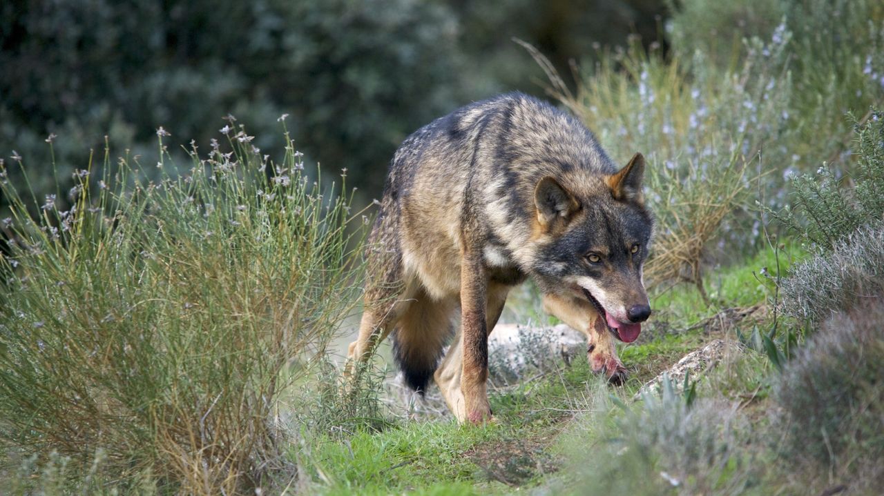 La proliferación de lobos atemoriza a vecinos del noroccidente: «Es una  película de terror»